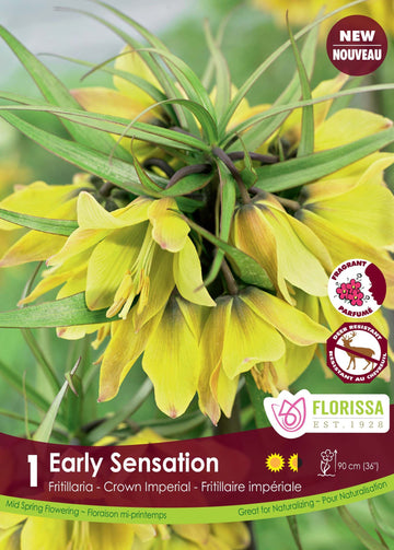 Fritillaria Early Sensation