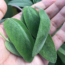 Organic 'Fanni Common Sage'