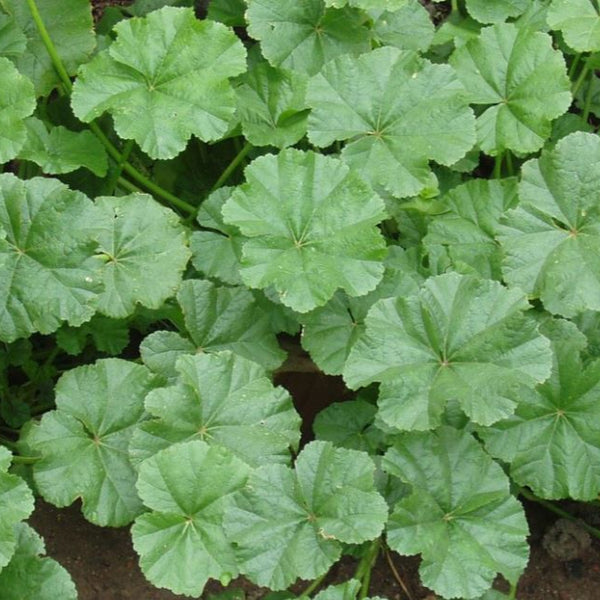 Salad Mallow organic