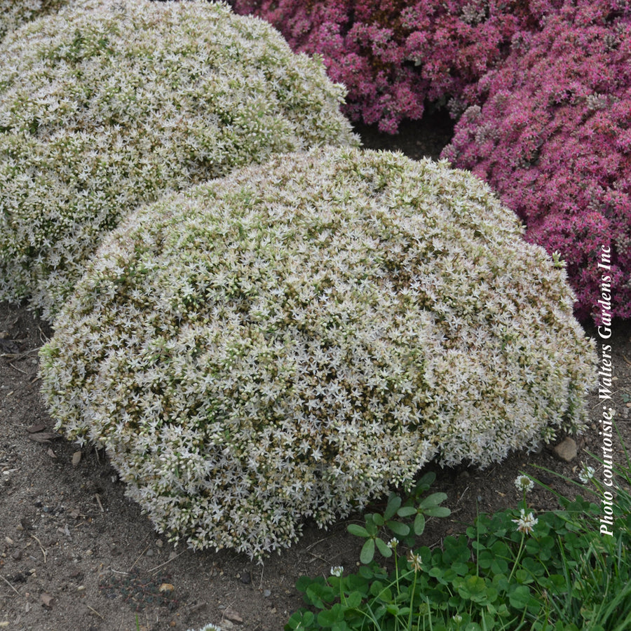 Sedum 'Rock'N Round Bundle of Joy'