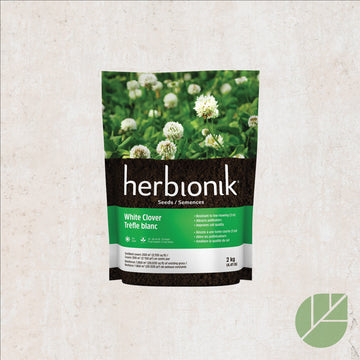 White clover seeds