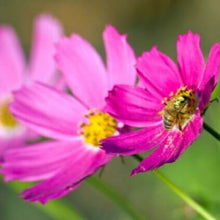 Pink Cosmos 'Sensation' 