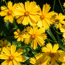 Image officielle 5 de Mélange de fleurs sauvages facile à cultiver, semences à créer.