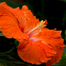 Hollywood hibiscus