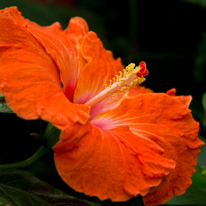 Hibiscus hollywood