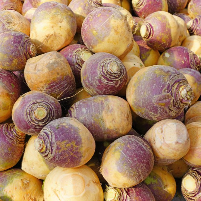 Image officielle de Rutabaga « Helenor » associée au petit sachet de semences Cutleaf Seed. Cette.