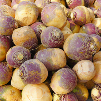 Visuel principal associé à Rutabaga 'Helenor', semences offertes par Cutleaf Seed. Cette image accompagne la fiche pour relier clairement le produit à son emballage ou à la culture présentée. Elle complète les renseignements de semis, de culture et de récolte, sans remplacer les indications propres au lot ni les conseils détaillés figurant sur le sachet.