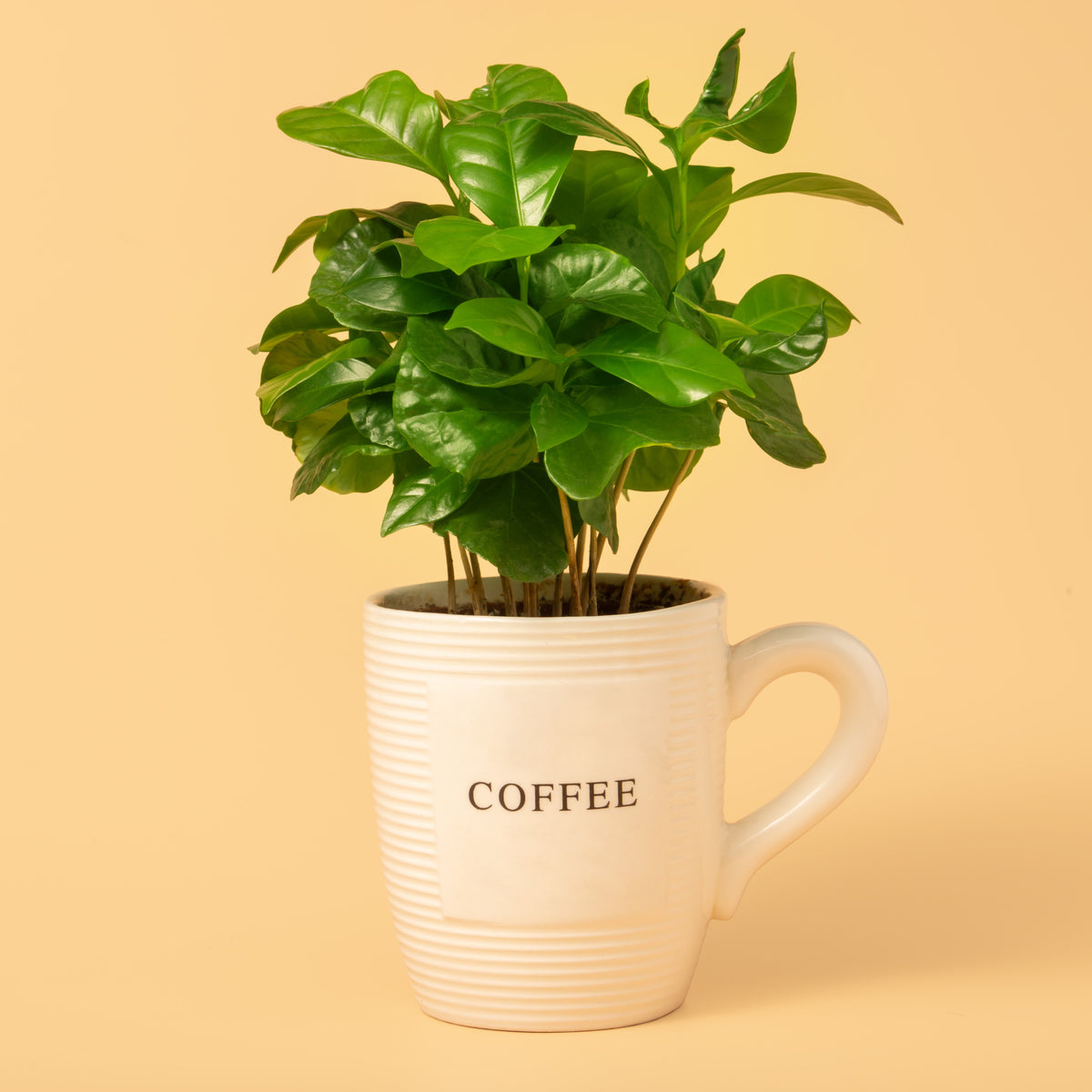 Photo de Coffea arabica. Prévoyez de la place autour du feuillage et un accès pour l’arrosage. La couleur caractéristique est : feuillage vert. Le visuel permet d’observer les contours, les teintes et la disposition des éléments présentés. Les détails de forme et les contrastes donnent un aperçu de l’apparence de cette plante ou de sa récolte.
