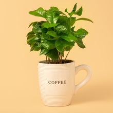 Photo de Coffea arabica. Prévoyez de la place autour du feuillage et un accès pour l’arrosage. La couleur caractéristique est : feuillage vert. Le visuel permet d’observer les contours, les teintes et la disposition des éléments présentés. Les détails de forme et les contrastes donnent un aperçu de l’apparence de cette plante ou de sa récolte.