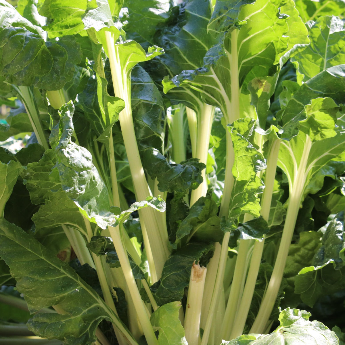 Produit de semences biologiques de bette à carde ‘Fordhook Giant’, montrant de grandes feuilles vert foncé et de larges côtes blanches. Le visuel présente environ 100 semences, un repère de 50 jours et une germination de référence de 90 %. La culture s’éclaircit à 30,5 cm pour produire des plants pleine grandeur.