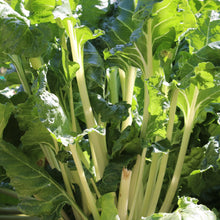 Produit de semences biologiques de bette à carde ‘Fordhook Giant’, montrant de grandes feuilles vert foncé et de larges côtes blanches. Le visuel présente environ 100 semences, un repère de 50 jours et une germination de référence de 90 %. La culture s’éclaircit à 30,5 cm pour produire des plants pleine grandeur.