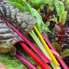 Organic 'Rainbow' Swiss chard