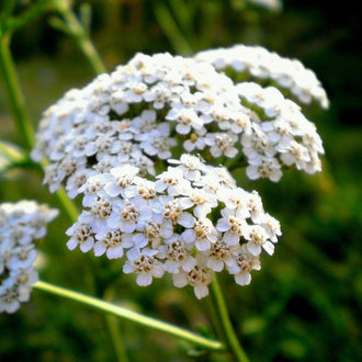 Un grand groupe arrondi de minuscules fleurs blanches occupe le centre supérieur de l’image. Chaque petite fleur montre des pétales clairs autour de points jaunes ou bruns. Les fleurs se rassemblent en plusieurs ramifications, reliées à des tiges vertes fines. Une autre portion florale apparaît à gauche, devant un fond de végétation vert foncé peu détaillée.