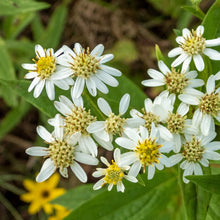 Image officielle de Aster à ombelles, Doellingeria umbellata, associée au petit sachet de semences.
