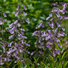 Image officielle de Penstémon hirsute, Penstemon hirsutus, associée au petit sachet de semences.