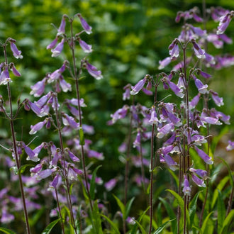 Image officielle de Penstémon hirsute, Penstemon hirsutus, associée au petit sachet de semences.