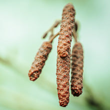 Rough alder