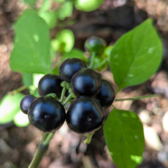 Une grappe de baies noires, rondes et brillantes apparaît au premier plan parmi des feuilles vertes. Les petits pédicelles se rejoignent près de la tige, avec des attaches vertes visibles sous les fruits. D’autres baies encore vertes se trouvent en arrière-plan. La lumière crée des reflets sur la peau sombre, tandis que le sol et le feuillage deviennent flous au fond.