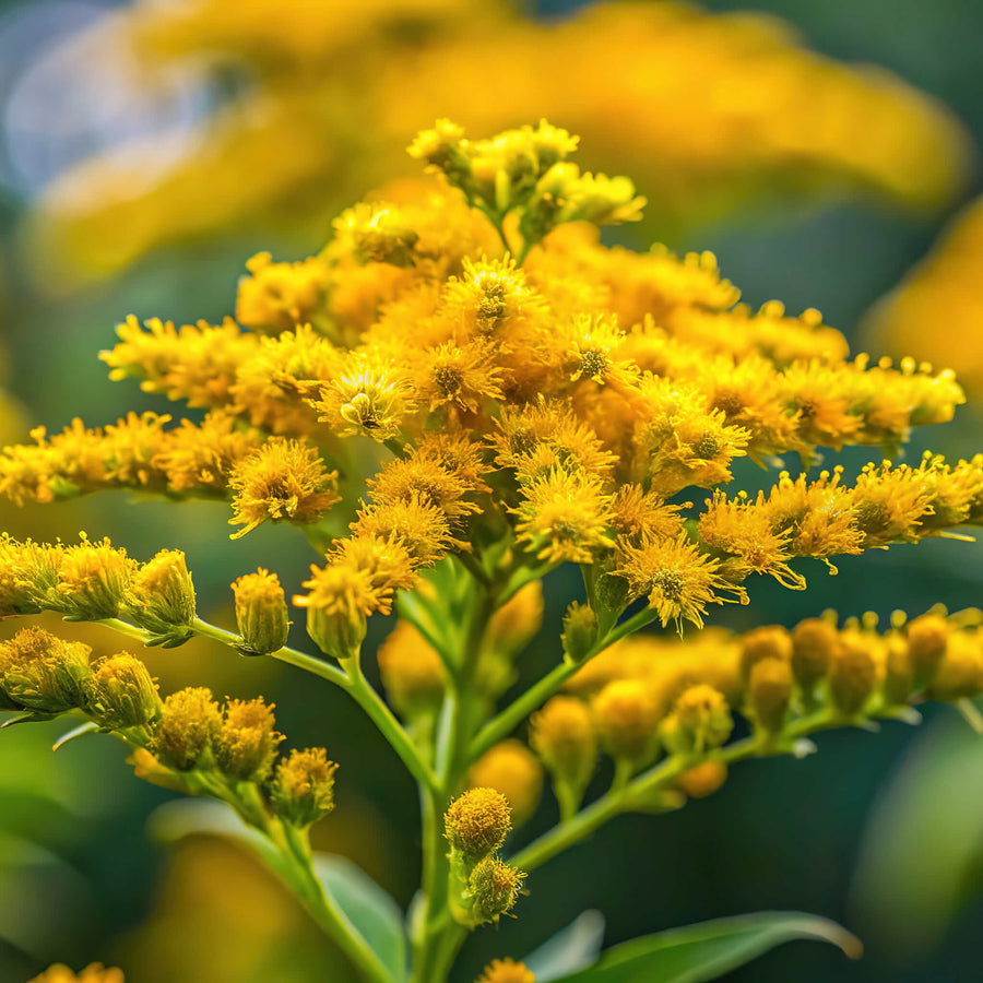 Verge d’or des bois en pleine floraison, montrant ses nombreuses petites fleurs jaune doré réunies en panicules arquées au-dessus d’un feuillage gris-vert. L’image présente le port naturel de Solidago nemoralis, une vivace indigène de soleil ou de mi-ombre adaptée aux sols secs, pauvres et bien drainés.