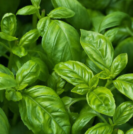 Basilic doux bio