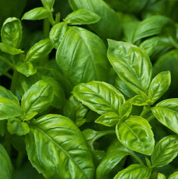 Basilic doux bio