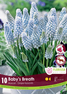 Muscari Baby's Breath ( Muscari ) : des grappes de muscaris bleu très pâle. Le visuel Florissa présente la plante et son nom dans la partie inférieure de l’étiquette. La photographie occupe presque toute la surface, tandis que le bandeau du bas rassemble les indications du produit. Cette vue permet de reconnaître son apparence et de distinguer la variété présentée.