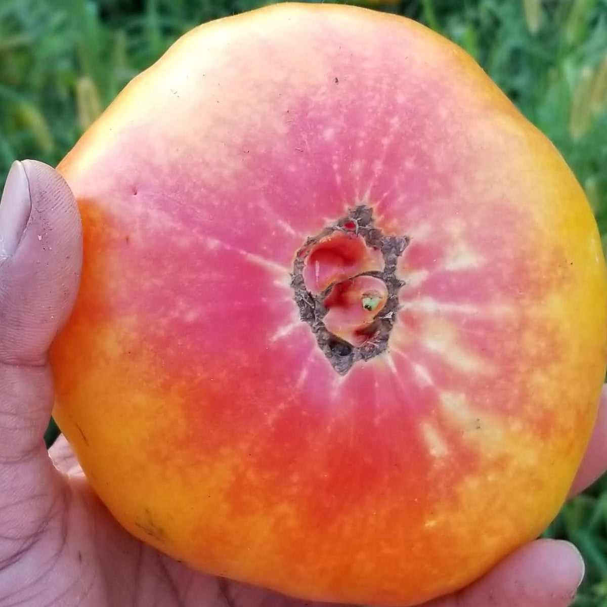 Organic 'Stripped German' Tomato