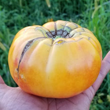 Organic 'Stripped German' Tomato