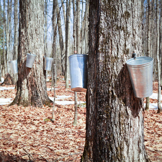Des troncs gris brun se succèdent dans un boisé au sol couvert de feuilles brunes. Un gros tronc au premier plan porte un seau métallique clair, fixé sur son côté. D’autres seaux sont visibles sur des arbres plus éloignés. Des plages blanches interrompent le tapis de feuilles, tandis que de fines branches traversent l’arrière-plan.