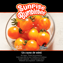 Tomate Sunrise Bumblebee (<em>Solanum lycopersicum</em> ‘Sunrise Bumblebee’)