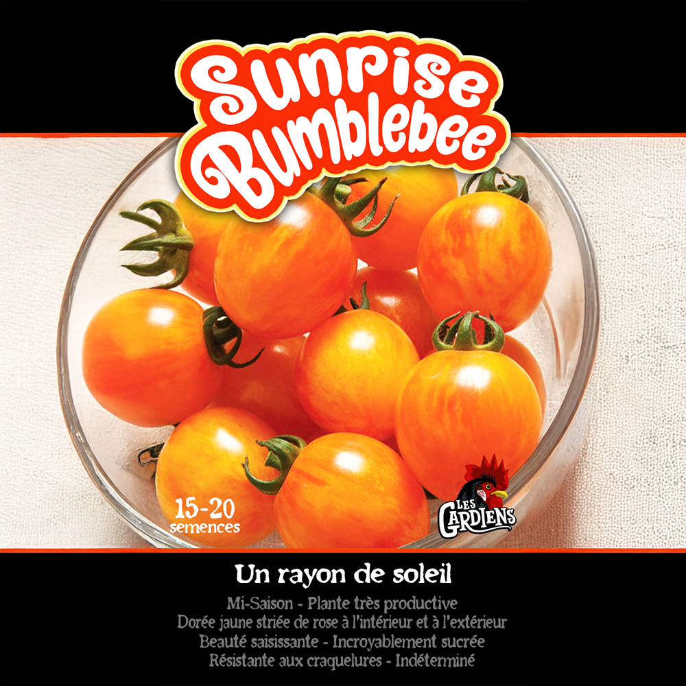 Tomate Sunrise Bumblebee (<em>Solanum lycopersicum</em> ‘Sunrise Bumblebee’)