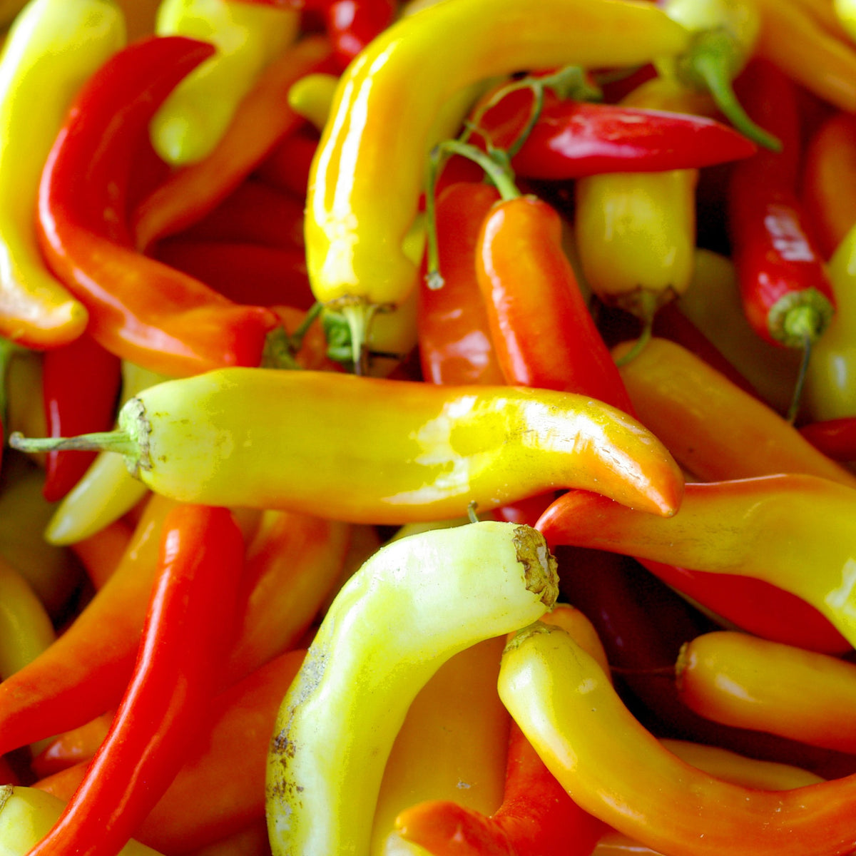Poivron rouge ‘Sweet Banana’ (Capsicum annuum)