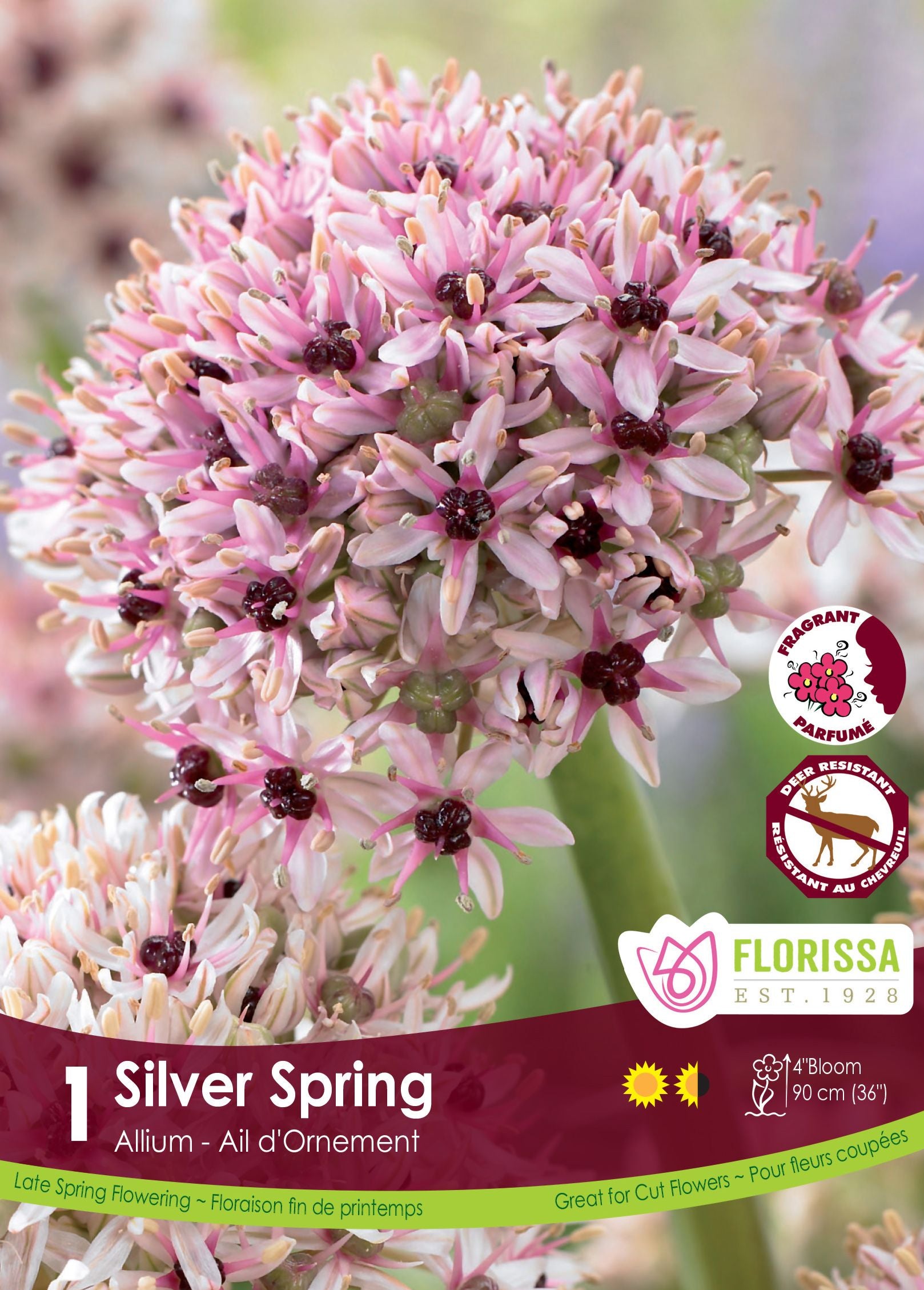 Silver Spring ornamental onion (<em>Allium</em> ‘Silver Spring’)