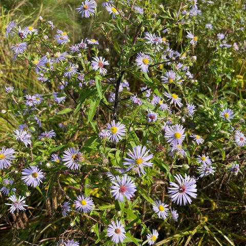 Aster ponceau en fleurs, vivace indigène aux fleurs mauves.