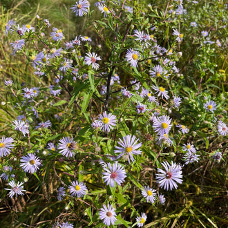 Purple-stemmed aster in flower, a native perennial with mauve blooms. Purple-stemmed aster carries often purplish stems and blue-violet flower heads with yellow centres. Its late-season bloom brightens wet borders when many summer flowers are fading. This botanical description identifies the plant species associated with this packet of seeds; the appearance of its foliage, flowers and fruits changes with the season and the maturity of the plant.