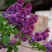 Syringa × 'Dark Purple' (Bloomerang®)