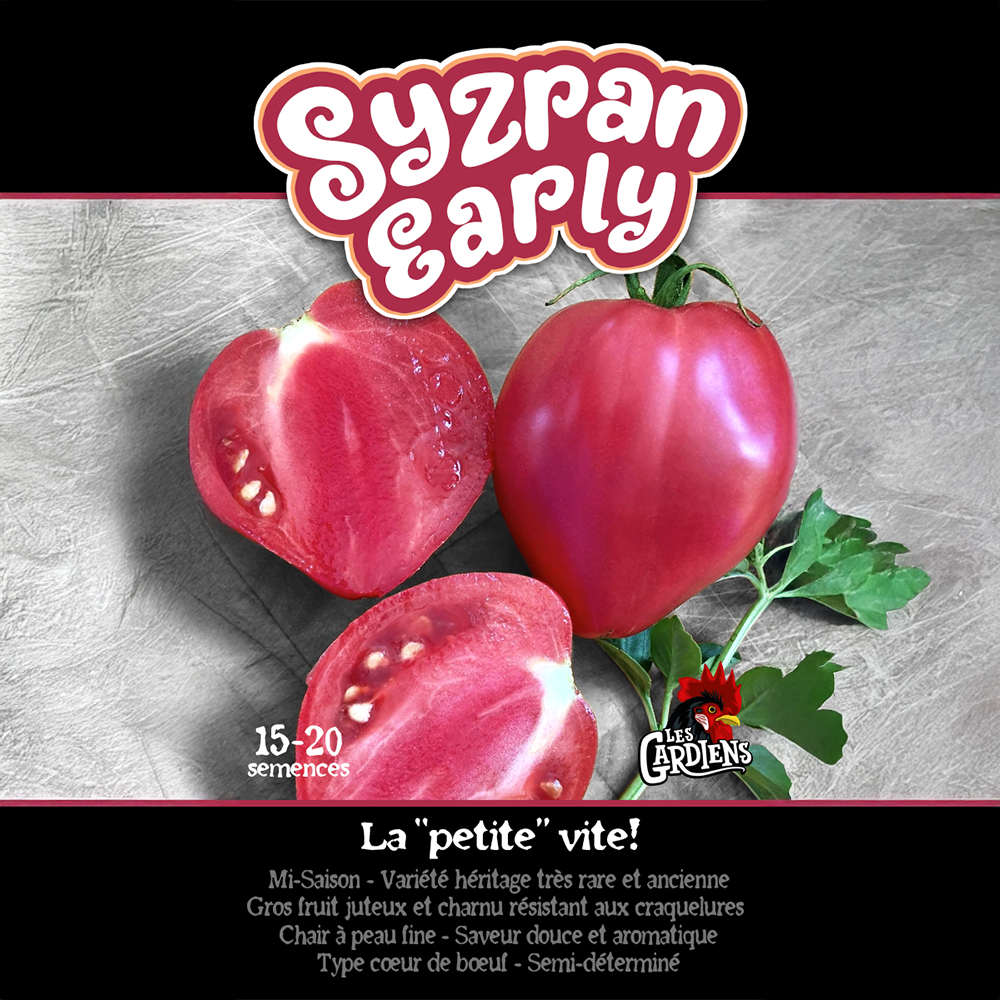 Syzran Early tomato (<em>Solanum lycopersicum</em> ‘Syzran Early’)