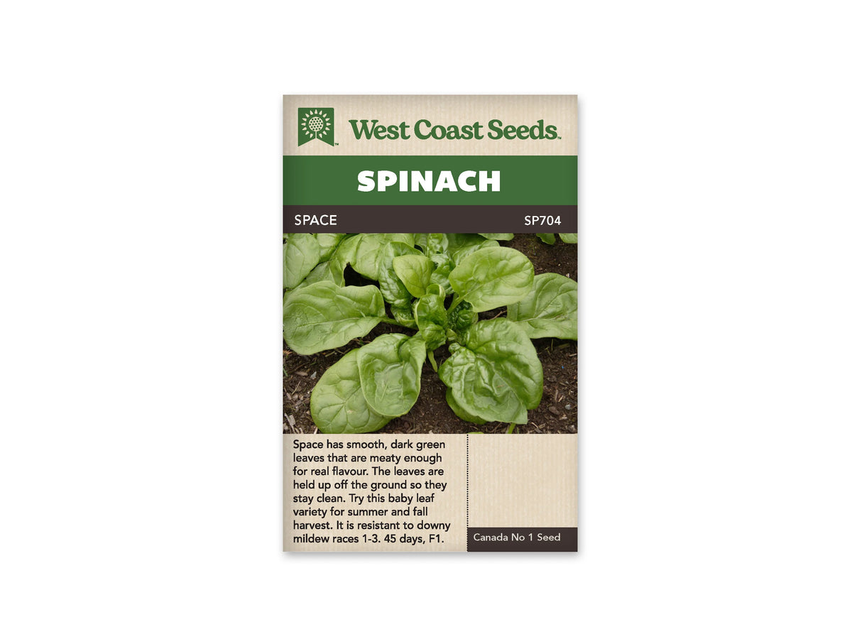 Sachet West Coast Seeds Space montrant une rosette d’épinard vue de dessus dans la terre. Les feuilles vertes arrondies entourent un cœur plus serré, avec des nervures visibles et une surface légèrement ondulée. Le nom Space apparaît dans le bandeau brun sous le titre Spinach, et le code SP704 est placé à droite.
