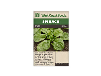Sachet West Coast Seeds Space montrant une rosette d’épinard vue de dessus dans la terre. Les feuilles vertes arrondies entourent un cœur plus serré, avec des nervures visibles et une surface légèrement ondulée. Le nom Space apparaît dans le bandeau brun sous le titre Spinach, et le code SP704 est placé à droite.