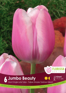 Tulipe Jumbo Beauty