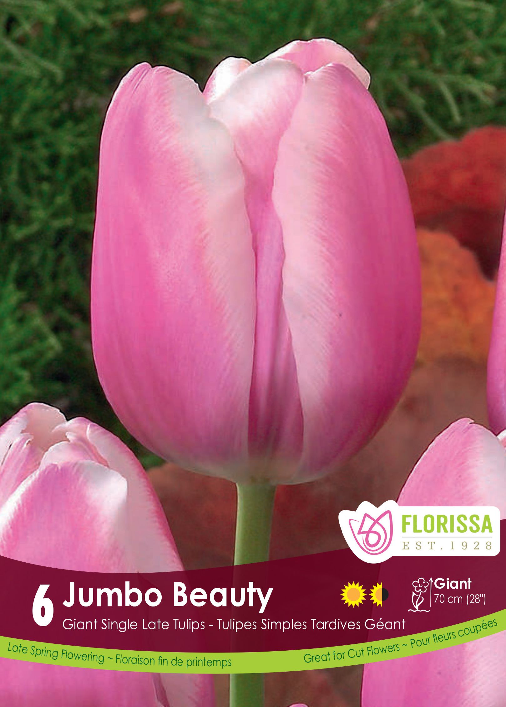Tulipe Jumbo Beauty
