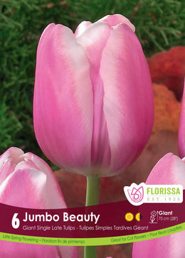 Tulipe Jumbo Beauty