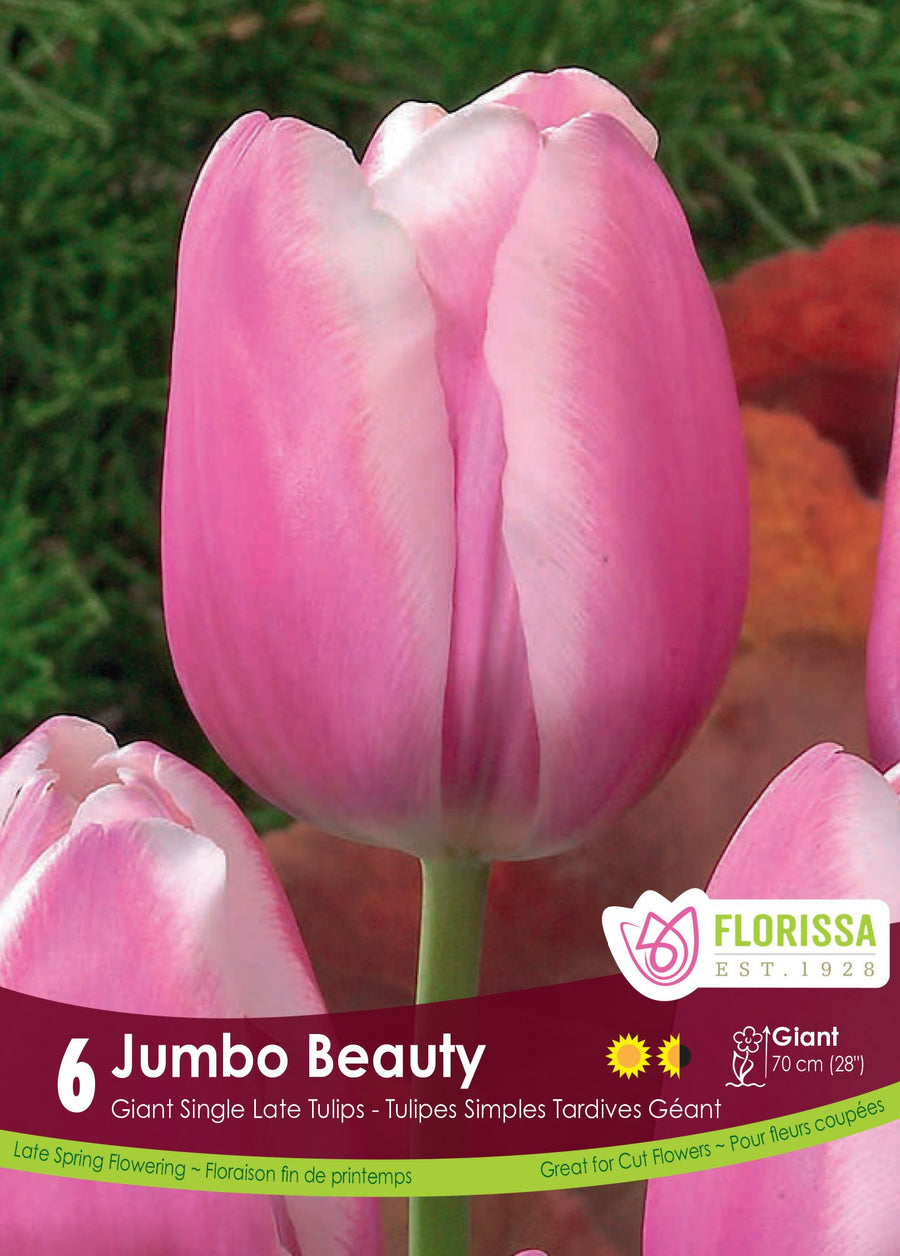 Tulipe Jumbo Beauty