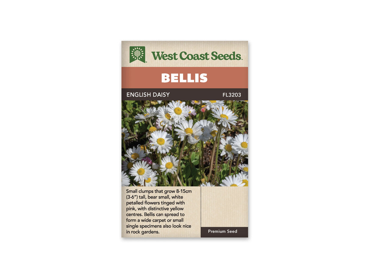 Sachet English Daisy de West Coast Seeds sur fond blanc. La photo montre des fleurs blanches à cœur jaune, quelques teintes roses et un feuillage vert bas. Les tiges portent les fleurs au-dessus des feuilles. Le bandeau orangé indique Bellis; le nom English Daisy et la référence FL3203 se lisent sur la bande brune.
