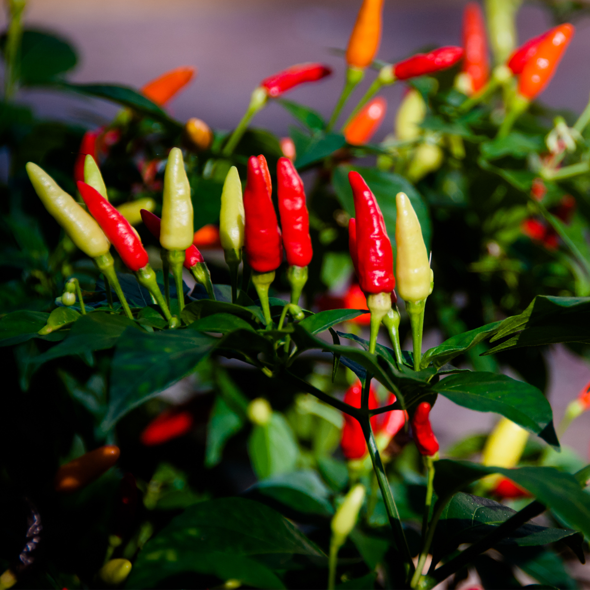 Tabasco Hot Pepper