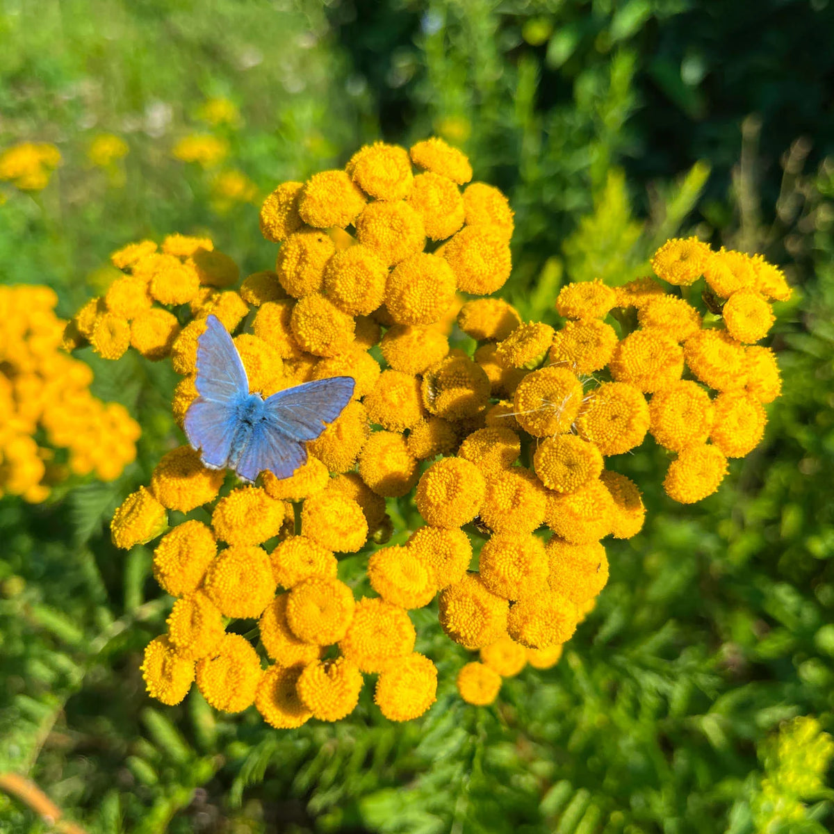 Tanaisie commune en fleurs, plante vivace aux fleurs jaunes.