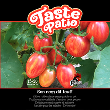 Taste Patio tomato (<em>Solanum lycopersicum</em> ‘Taste Patio’)