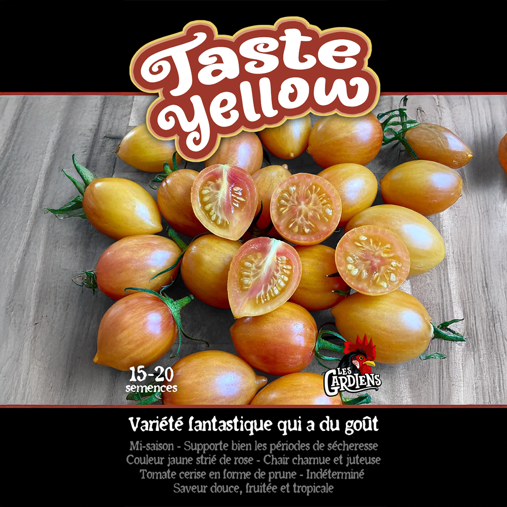 Taste Yellow tomato (<em>Solanum lycopersicum</em> ‘Taste Yellow’)