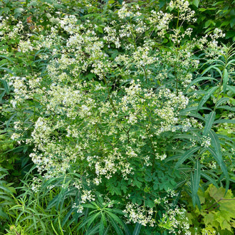 Pigamon pubescent, Thalictrum pubescens, en pleine floraison au milieu d’une végétation dense. De nombreuses petites fleurs blanches forment des grappes aériennes sur des tiges fines et ramifiées. Le feuillage vert, composé de folioles découpées, apparaît entre les inflorescences. Des plantes voisines aux feuilles longues entourent la touffe. La photographie montre le port souple et la floraison légère de cette vivace dans un milieu végétalisé.