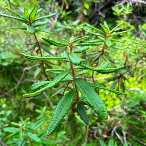 Thé du Labrador en fleurs, arbuste indigène au feuillage persistant.